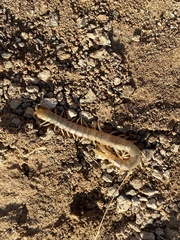 Scolopendra canidens