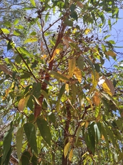 Eucalyptus todtiana