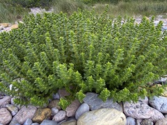 Honckenya peploides robusta