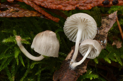Mycena subcana