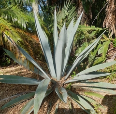 Agave tequilana