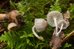 Mycena subcana