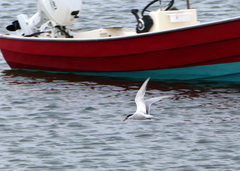 Sterna paradisaea