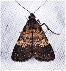 Hydrillodes lentalis