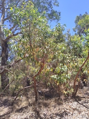 Eucalyptus todtiana
