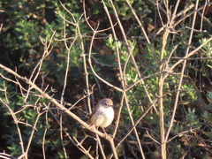 Prinia maculosa maculosa