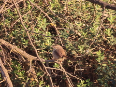 Prinia maculosa maculosa