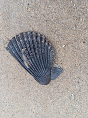 Argopecten ventricosus