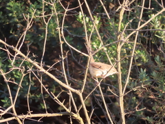 Prinia maculosa maculosa