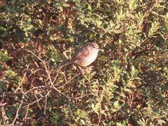 Prinia maculosa maculosa