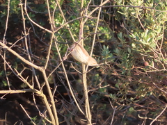 Prinia maculosa maculosa