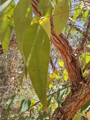 Eucalyptus todtiana
