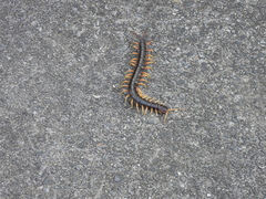 Scolopendra mutilans