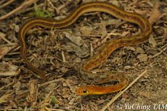 Amphiesma stolatum