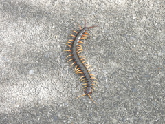 Scolopendra mutilans