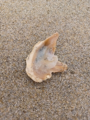 Magallana gigas