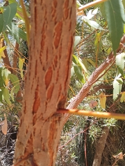 Eucalyptus todtiana