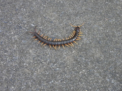 Scolopendra mutilans