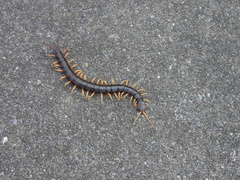 Scolopendra mutilans