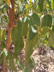Eucalyptus todtiana