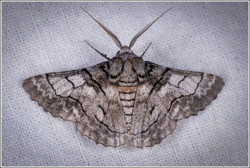 Hypobapta diffundens (Lucas, 1891)