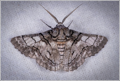 Hypobapta diffundens