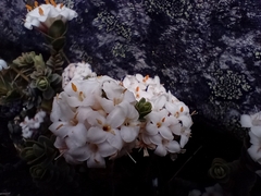 Pimelea traversii