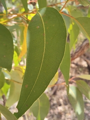 Eucalyptus todtiana