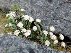 Pimelea traversii