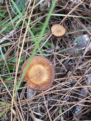 Desarmillaria caespitosa
