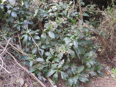 Trichodesma calycosum