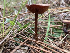 Desarmillaria caespitosa