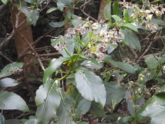 Trichodesma calycosum