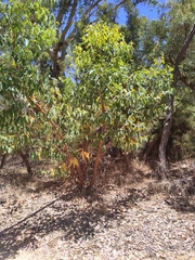 Eucalyptus todtiana