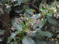 Trichodesma calycosum