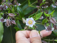 Trichodesma calycosum