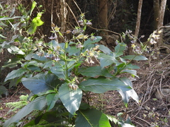 Trichodesma calycosum