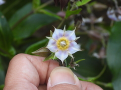 Trichodesma calycosum
