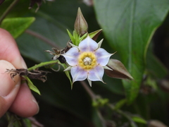 Trichodesma calycosum