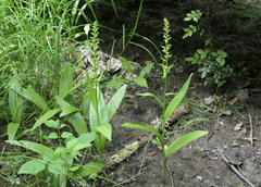 Platanthera flava herbiola