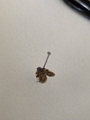 Aprivesa