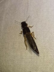 Pinophilus