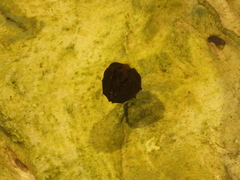 Rhinolophus formosae