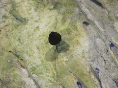 Rhinolophus formosae