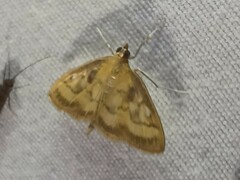 Crocidophora tuberculalis