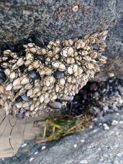 Pollicipes polymerus