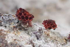 Metatrichia