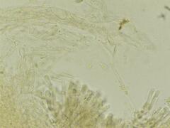 Macrotyphula contorta