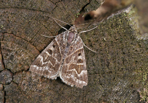 Mother Shipton, Loon op Zand, NL-NB, NL, photo 7 of 10