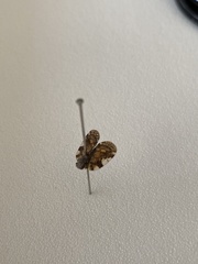 Aprivesa